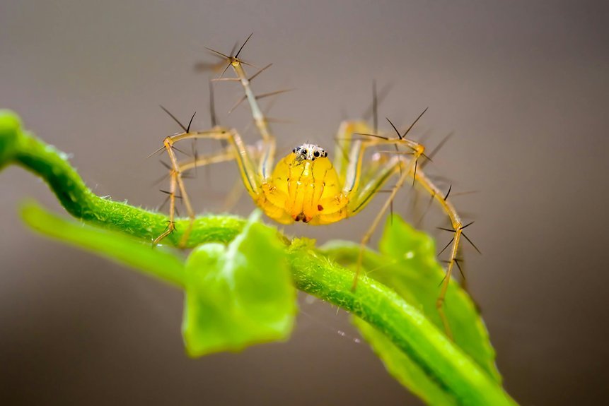 deadly venomous arachnid species